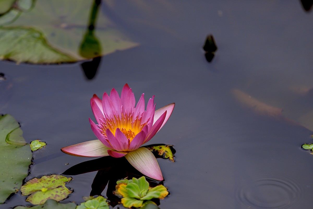 花城看花2021（7）：睡莲