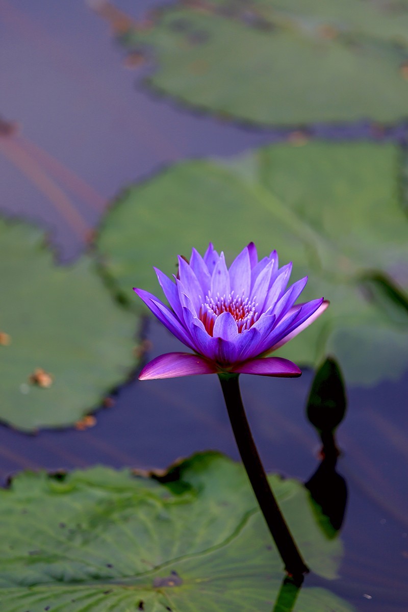 花城看花2021（7）：睡莲