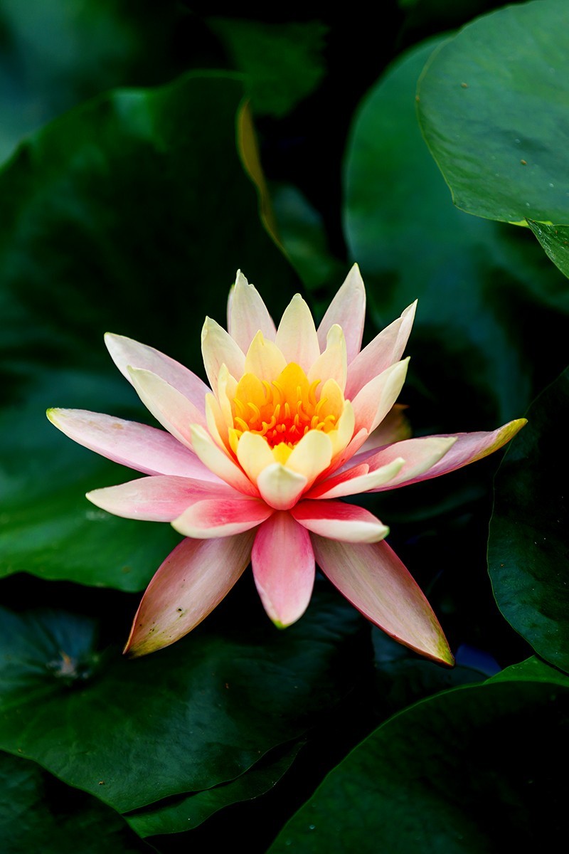 花城看花2021（7）：睡莲