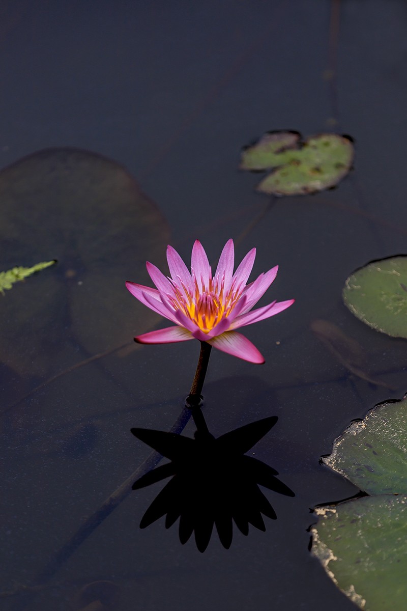 花城看花2021（7）：睡莲