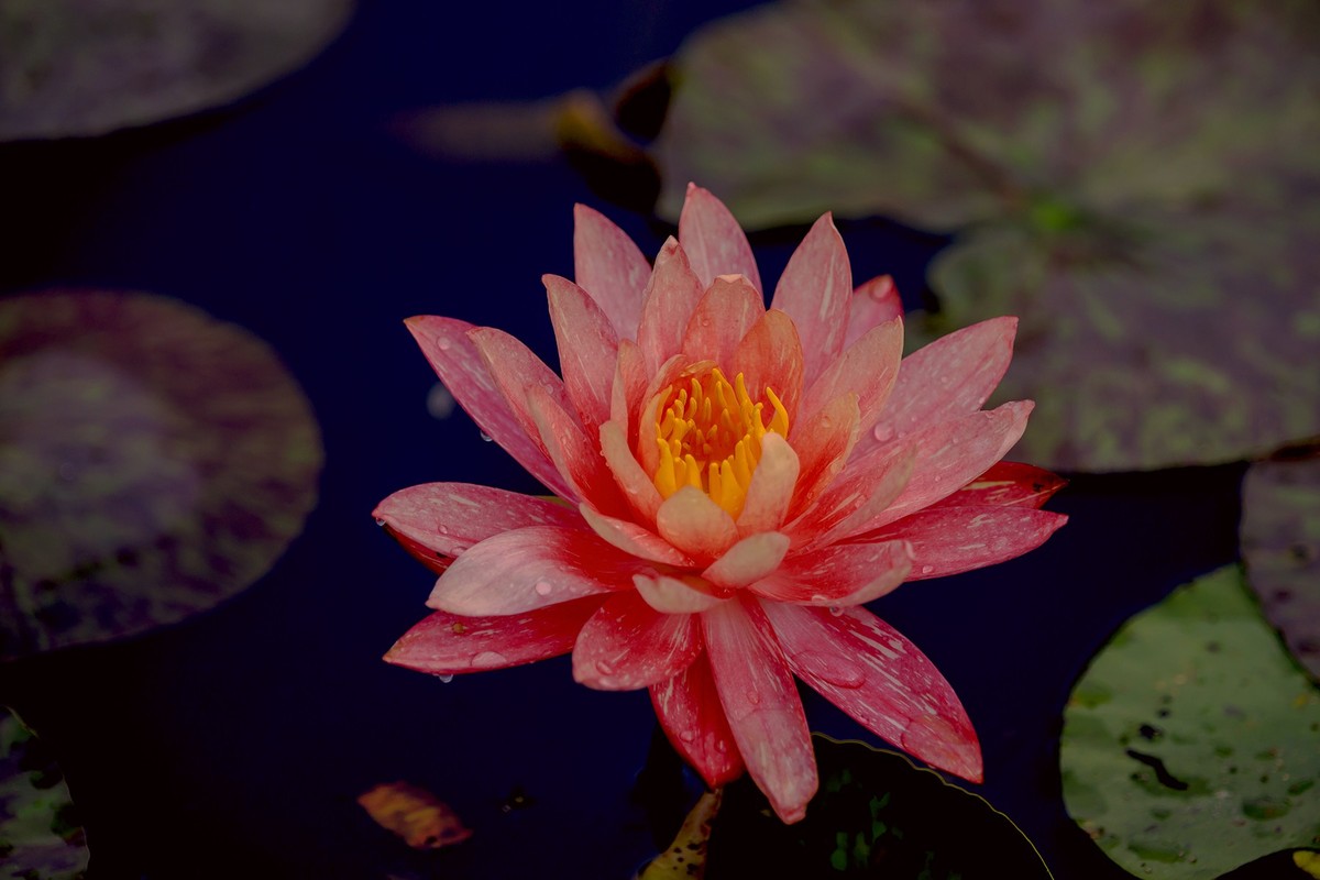 花城看花2021（7）：睡莲