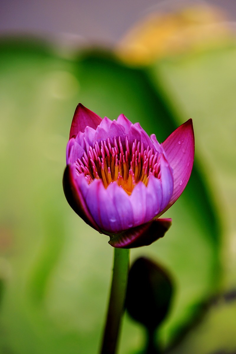 花城看花2021（7）：睡莲