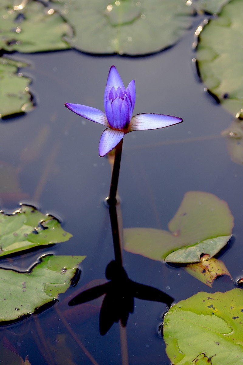 花城看花2021（7）：睡莲