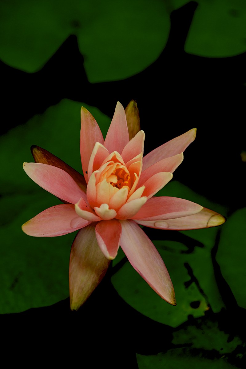 花城看花2021（7）：睡莲