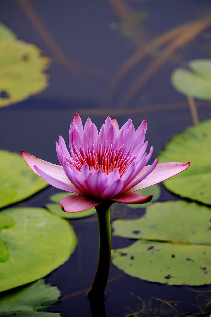 花城看花2021（7）：睡莲