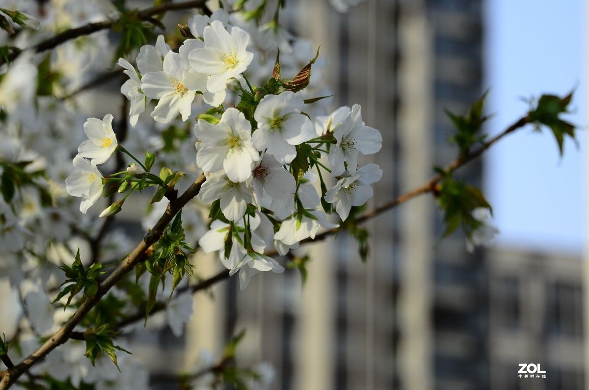 花卉系列【2370】