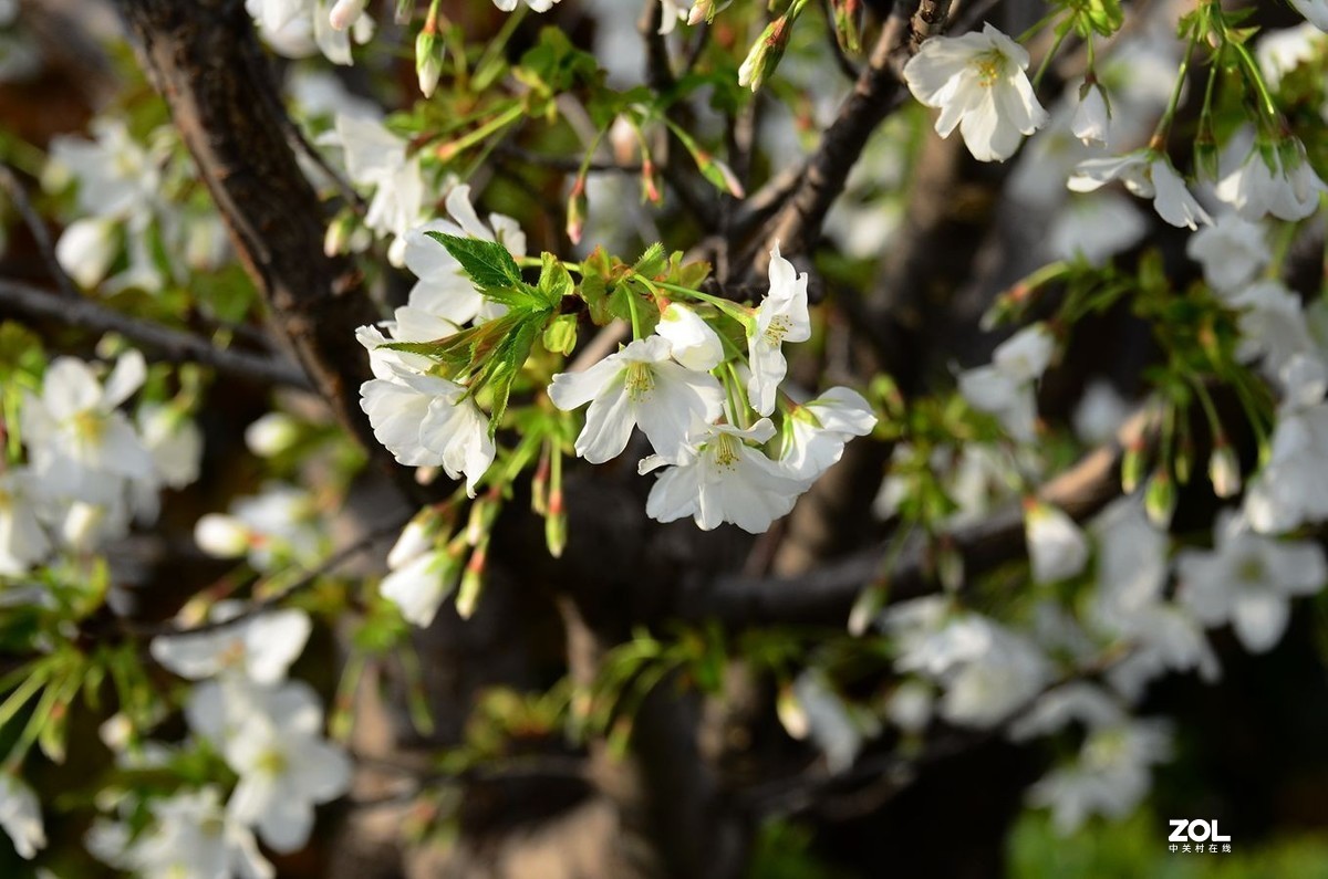 花卉系列【2370】