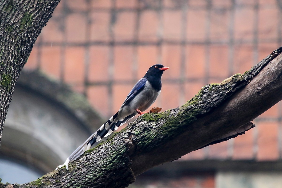 天冷在家阳台上拍鸟