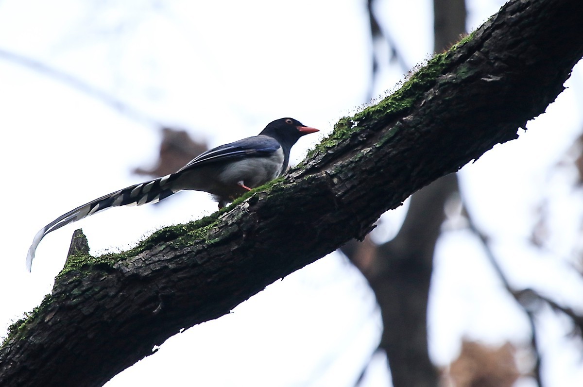 天冷在家阳台上拍鸟