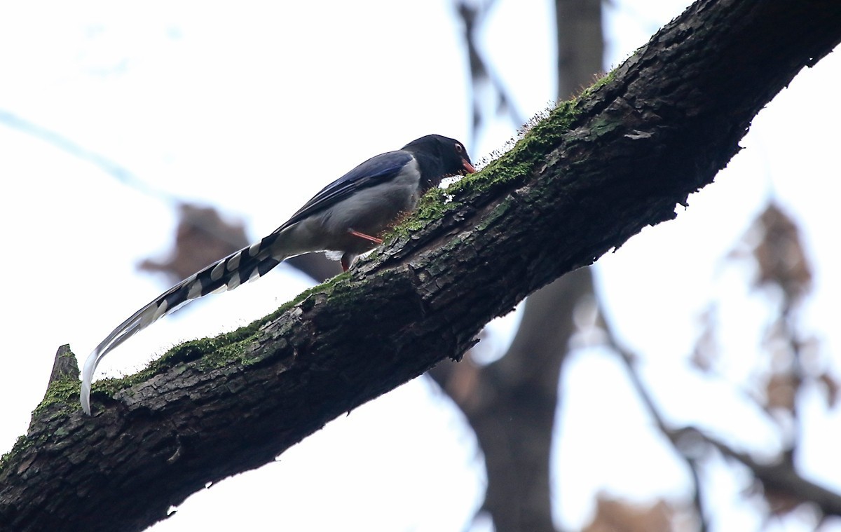 天冷在家阳台上拍鸟