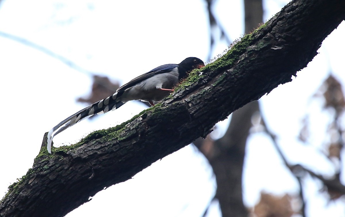 天冷在家阳台上拍鸟