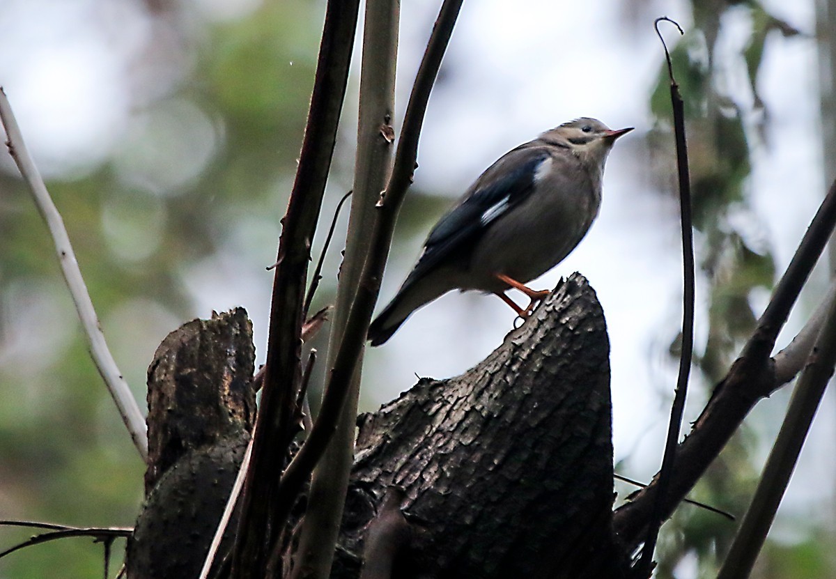 天冷在家阳台上拍鸟
