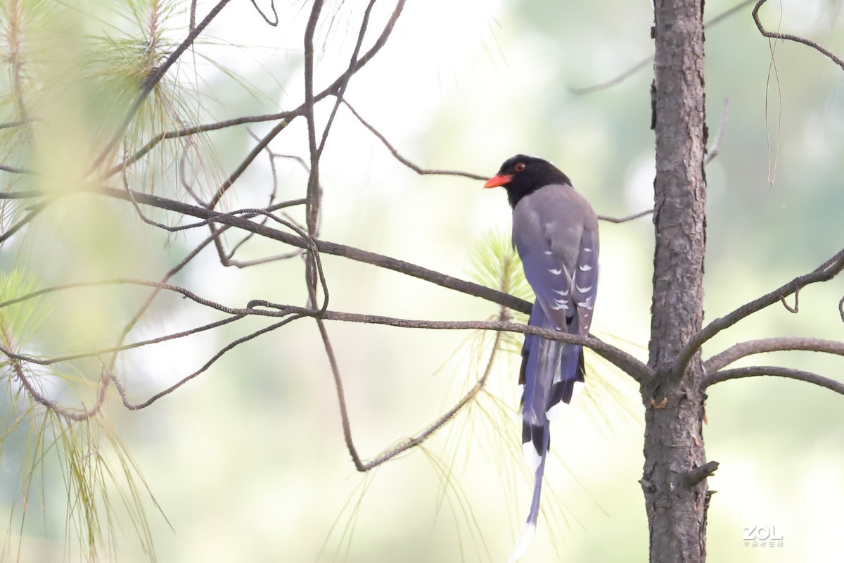 2020发拍鸟图133红嘴兰鹊7