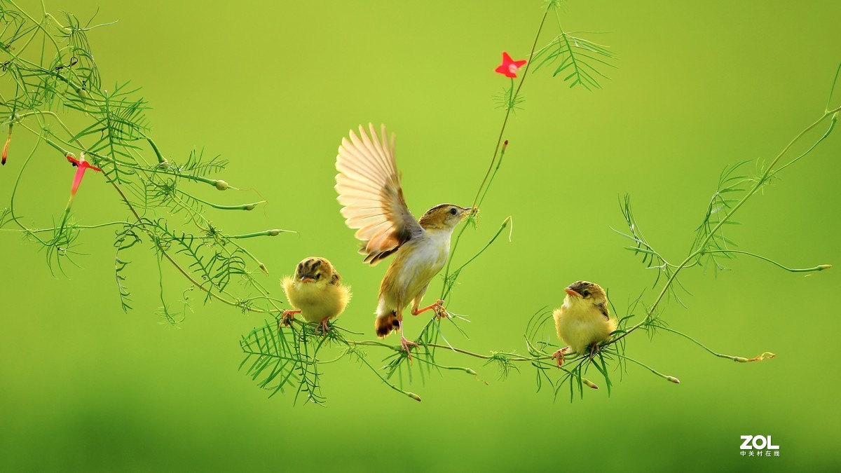 茑萝藤上的小精灵