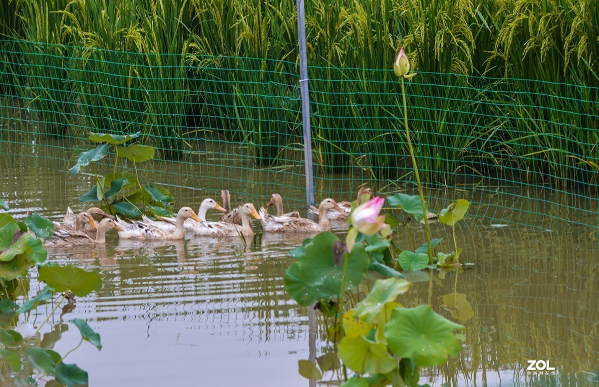 《庆丰收.迎小康》