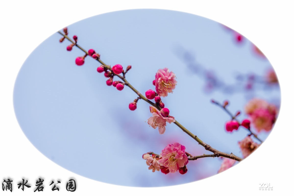 拍摄梅花习作（贵阳市乌当区滴水岩公园水锦花都小区内）