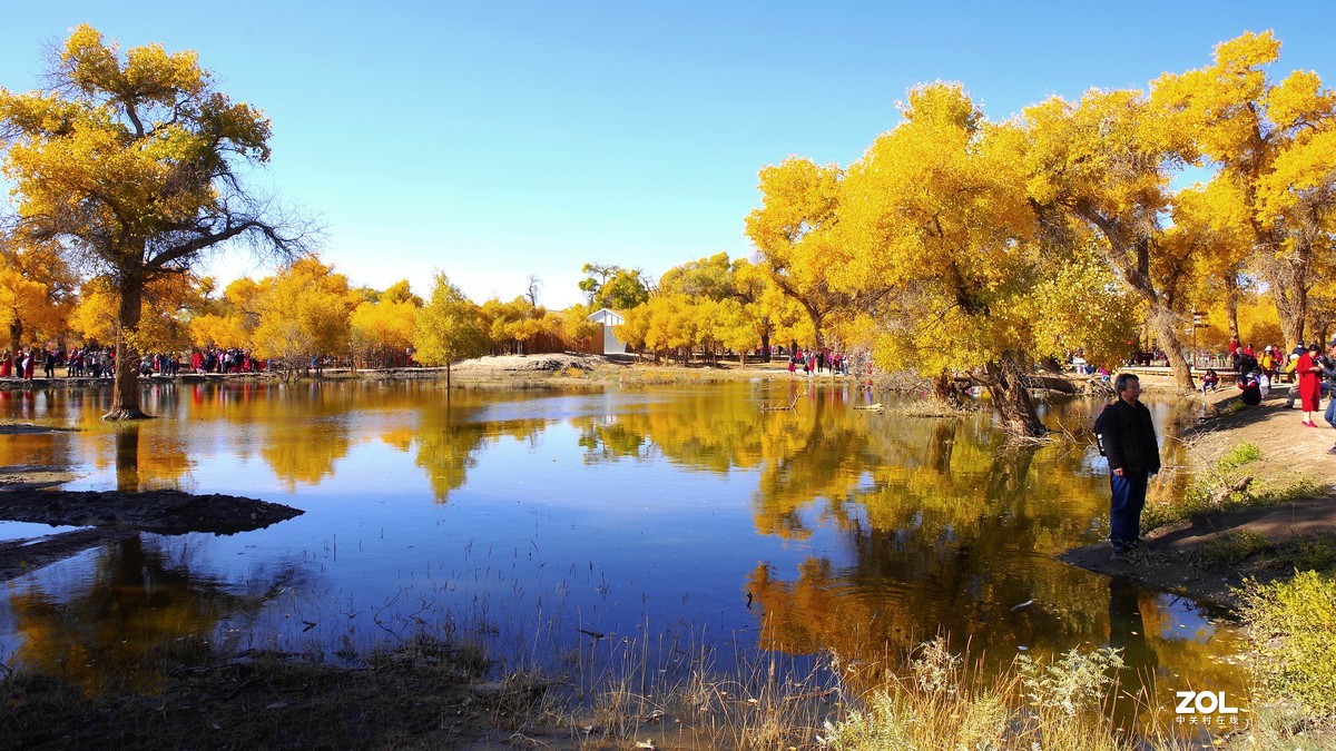 额济纳一～四道桥胡杨林【5】