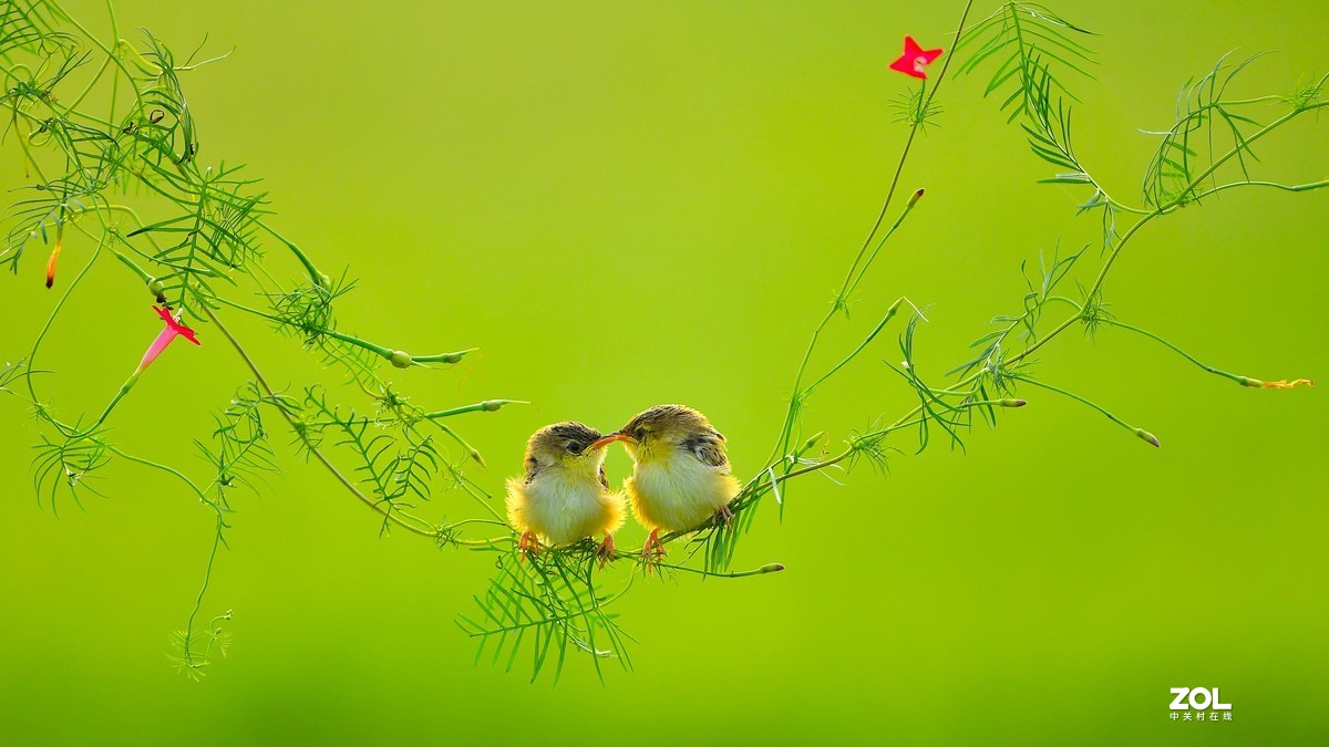 茑萝藤上的小精灵