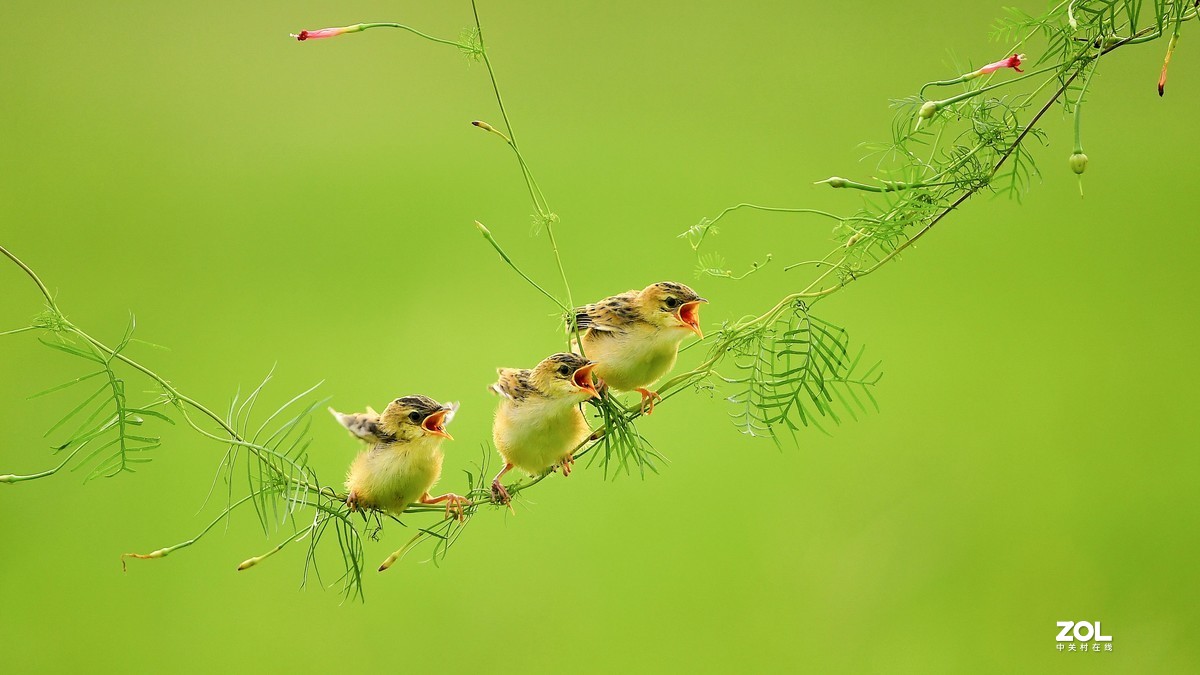 茑萝藤上的小精灵