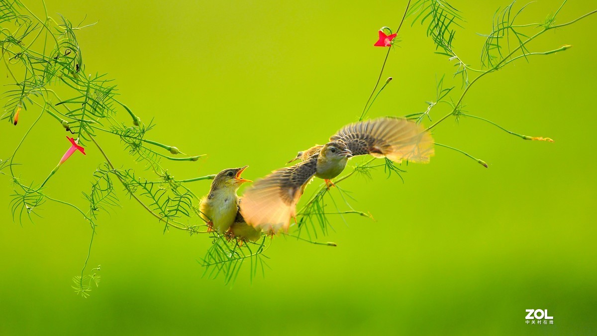 茑萝藤上的小精灵