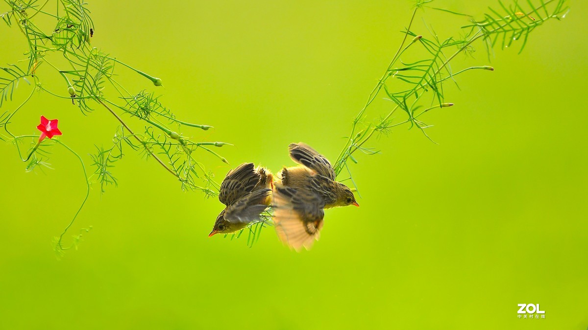 茑萝藤上的小精灵
