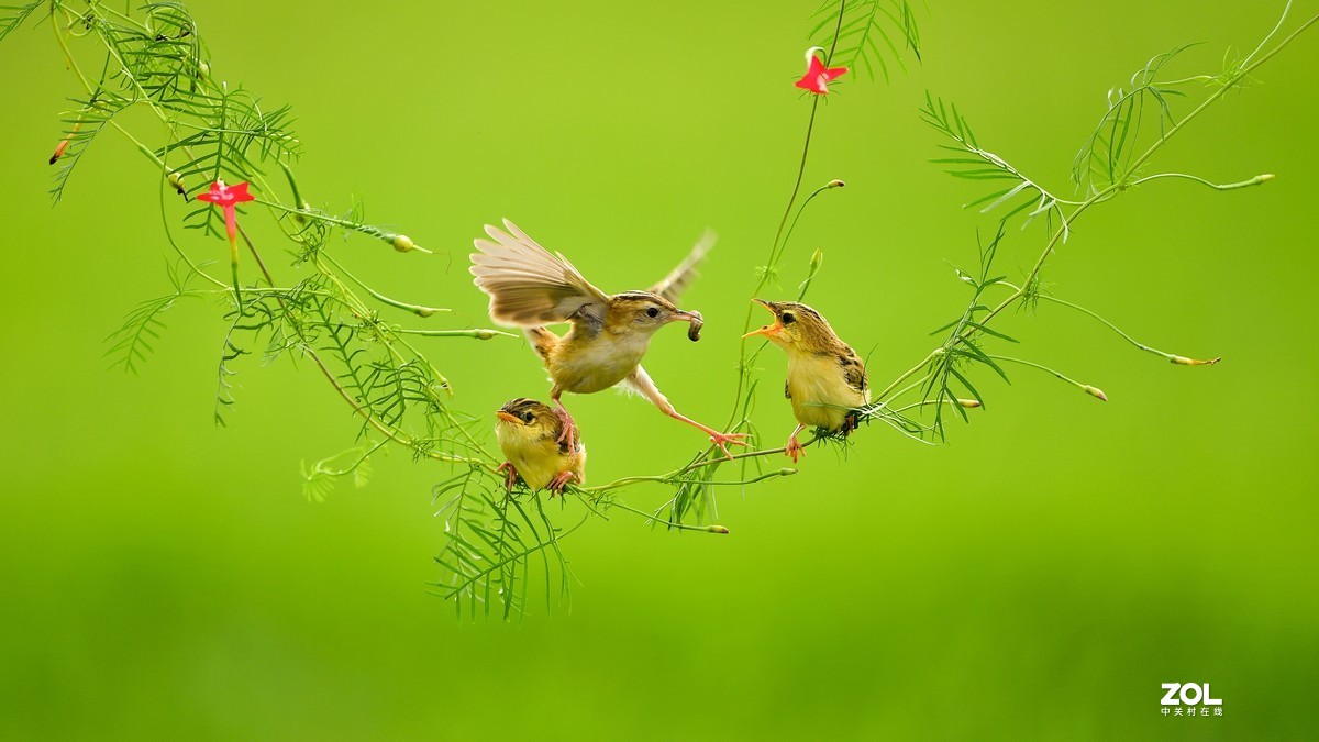 茑萝藤上的小精灵