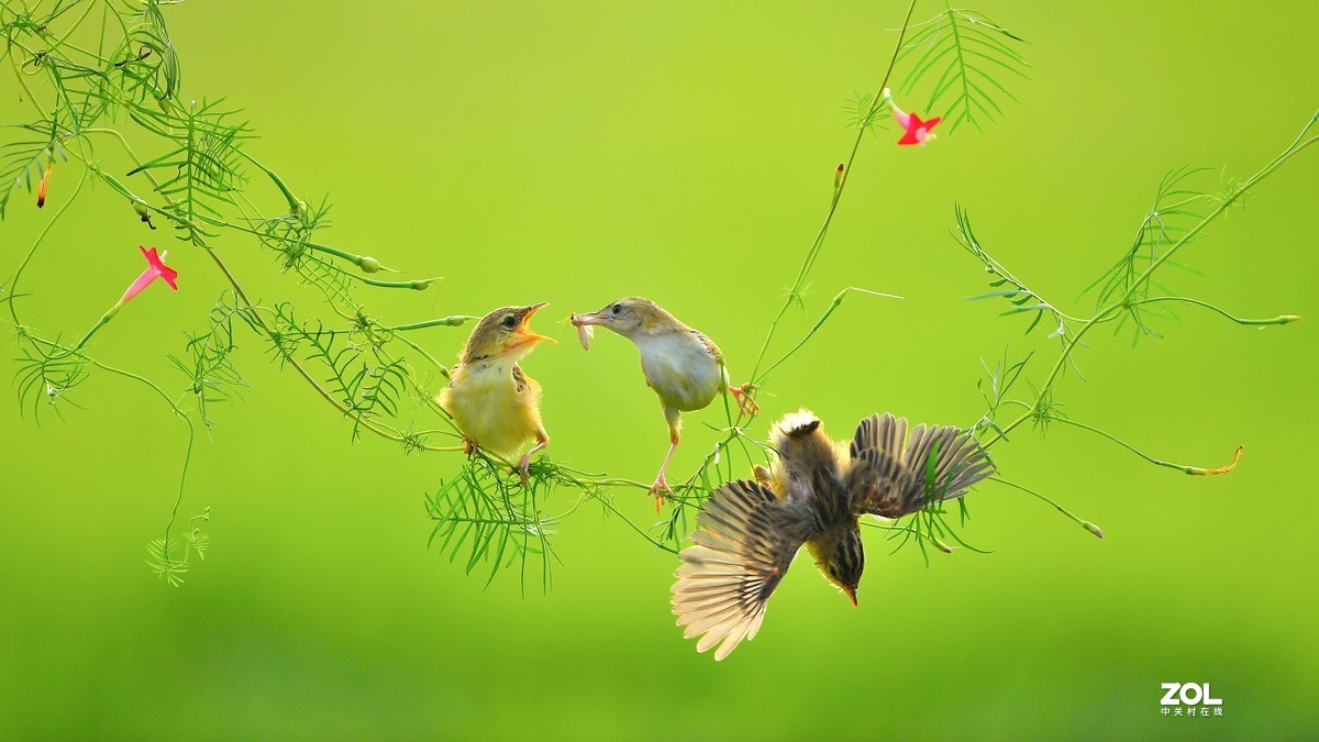 茑萝藤上的小精灵