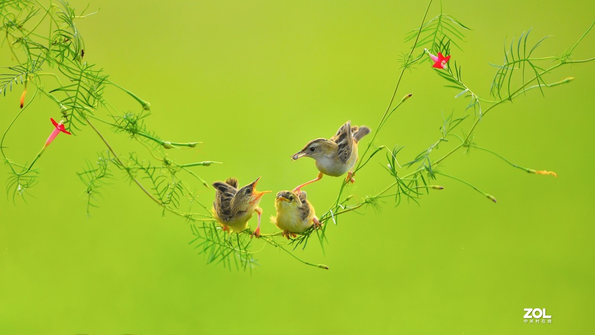 茑萝藤上的小精灵