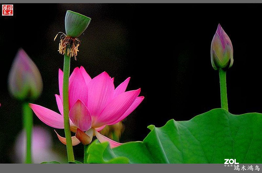 【原创摄影】荷花依旧
