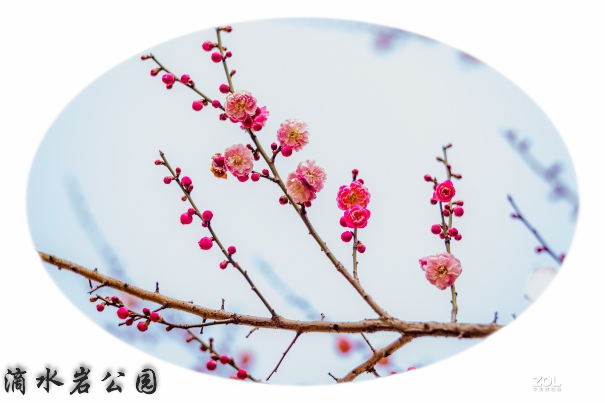 拍摄梅花习作（贵阳市乌当区滴水岩公园水锦花都小区内）