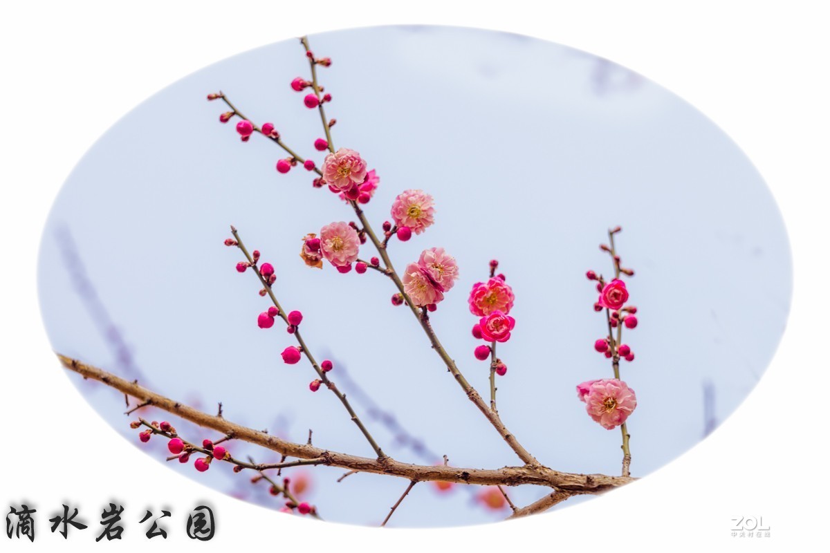 拍摄梅花习作（贵阳市乌当区滴水岩公园水锦花都小区内）