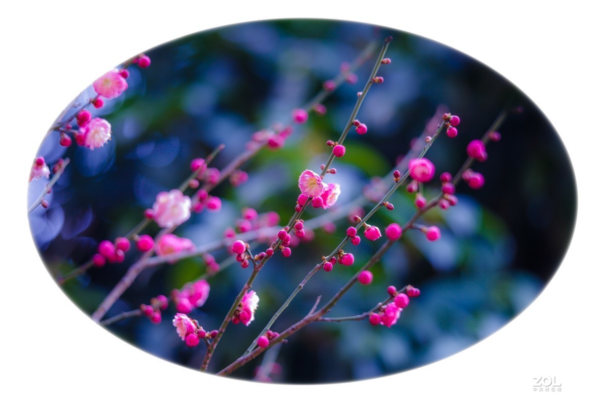 拍摄梅花习作（贵阳市乌当区滴水岩公园水锦花都小区内）