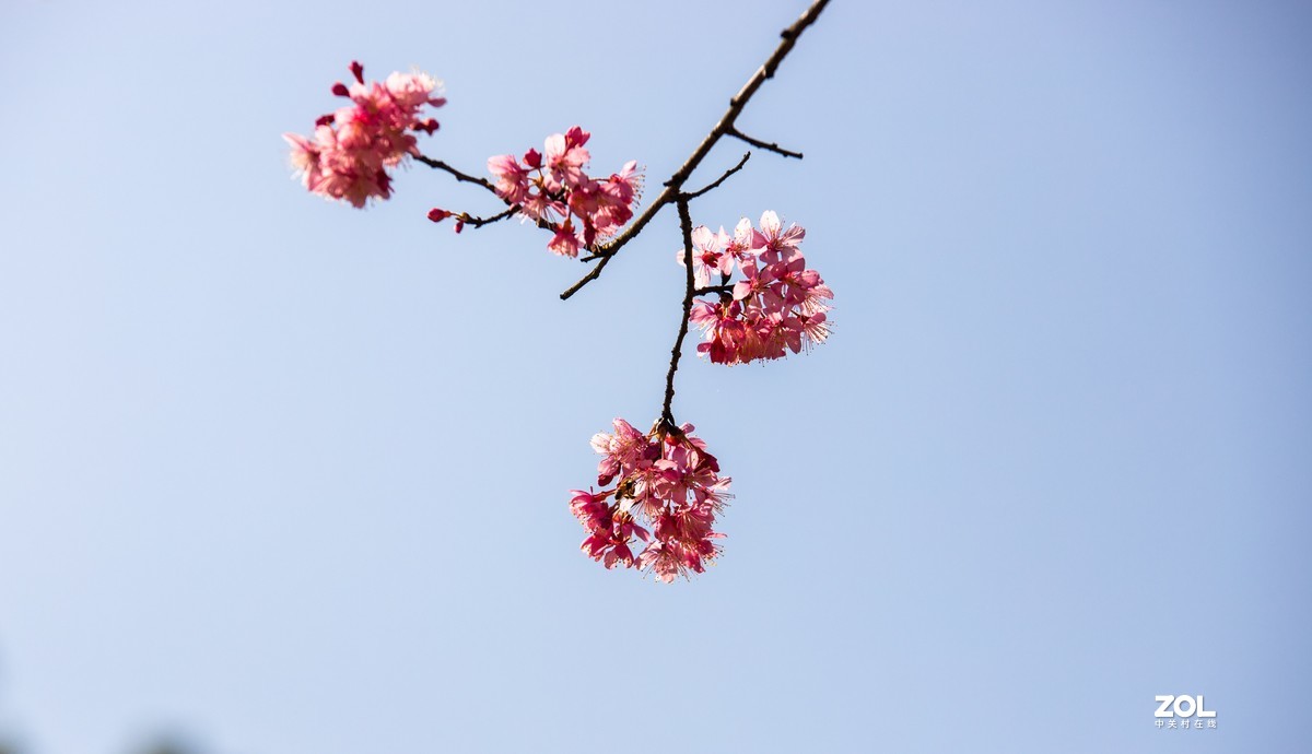 是吗70-200拍樱花