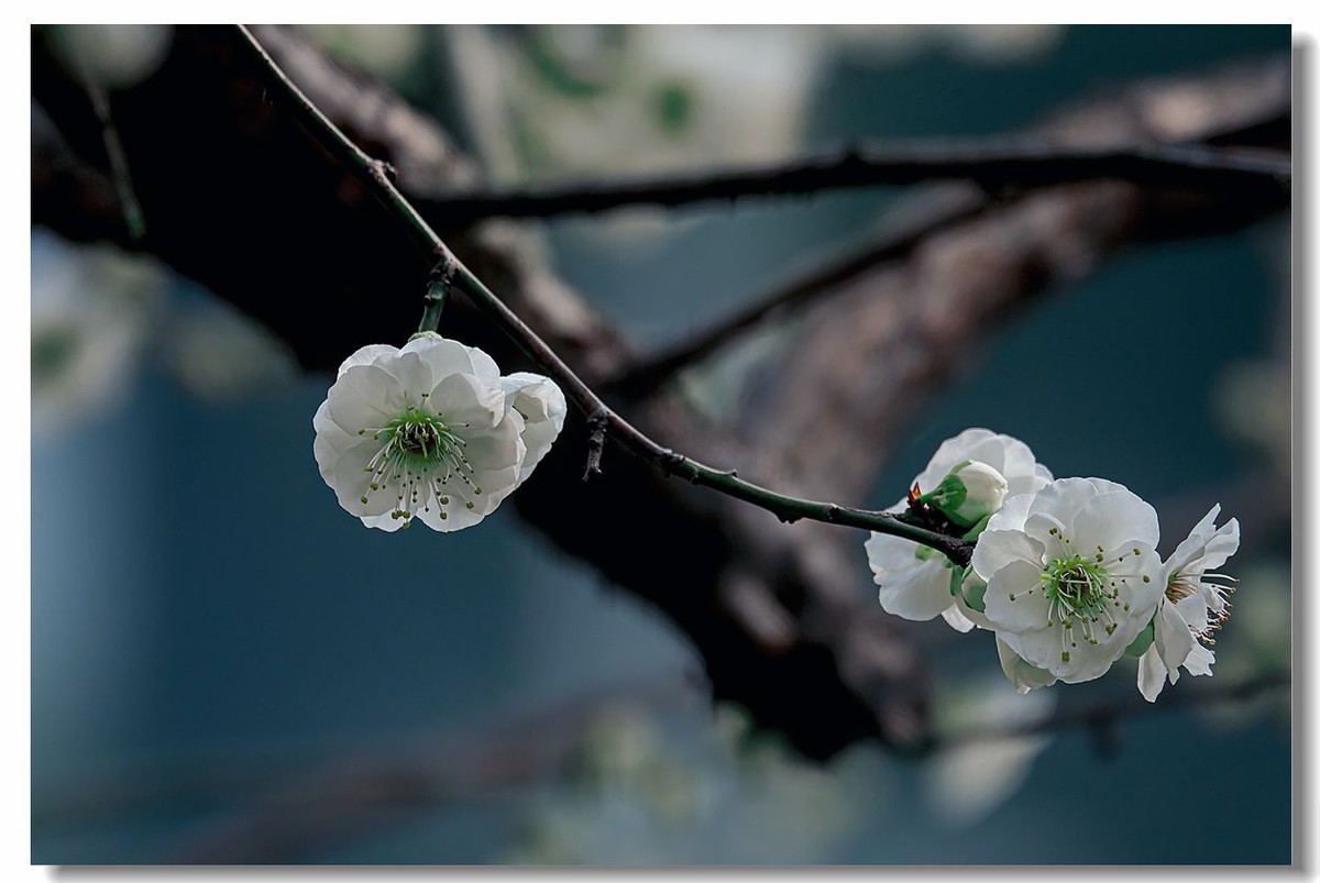 似花如玉