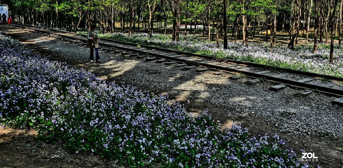 紫色花海韵味足，生在尘世不落俗。