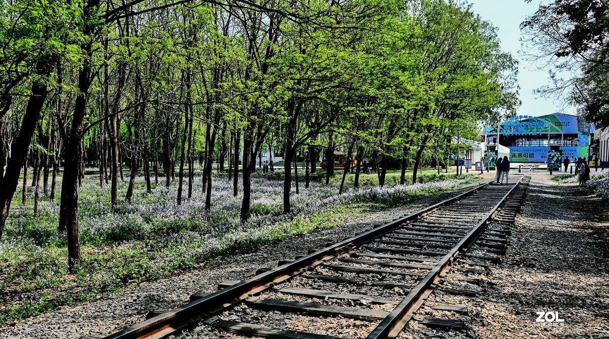 紫色花海韵味足，生在尘世不落俗。
