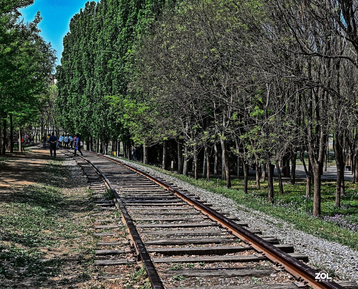 紫色花海韵味足，生在尘世不落俗。