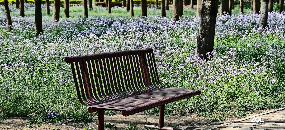 紫色花海韵味足，生在尘世不落俗。