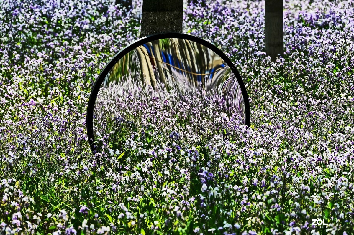 紫色花海韵味足，生在尘世不落俗。