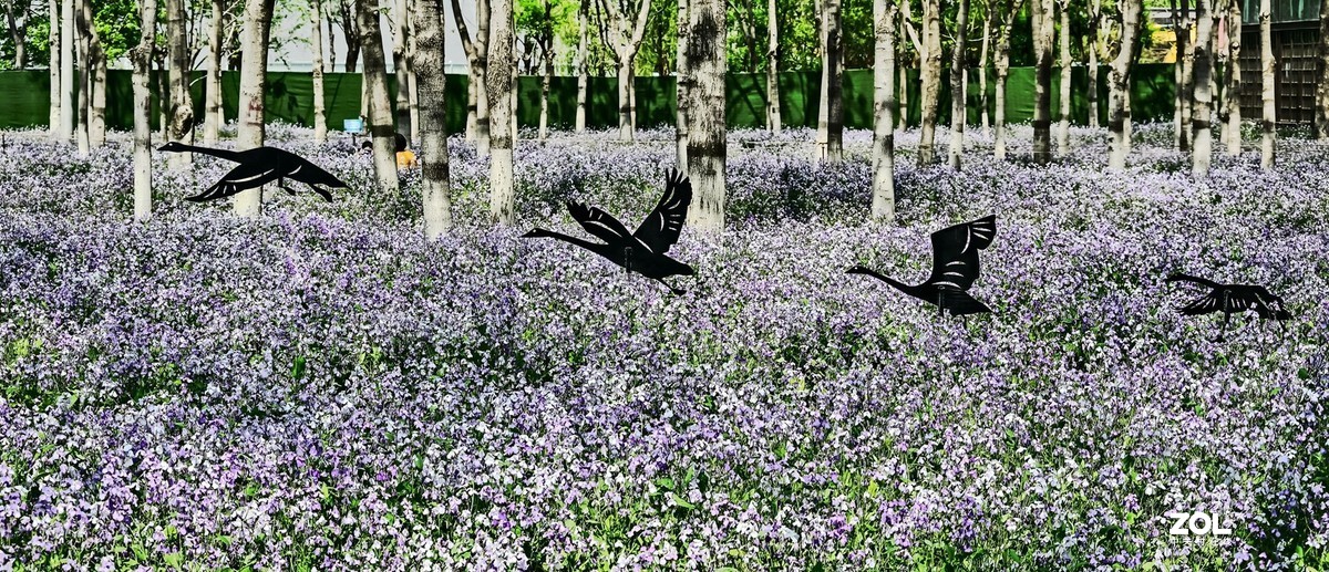 紫色花海韵味足，生在尘世不落俗。