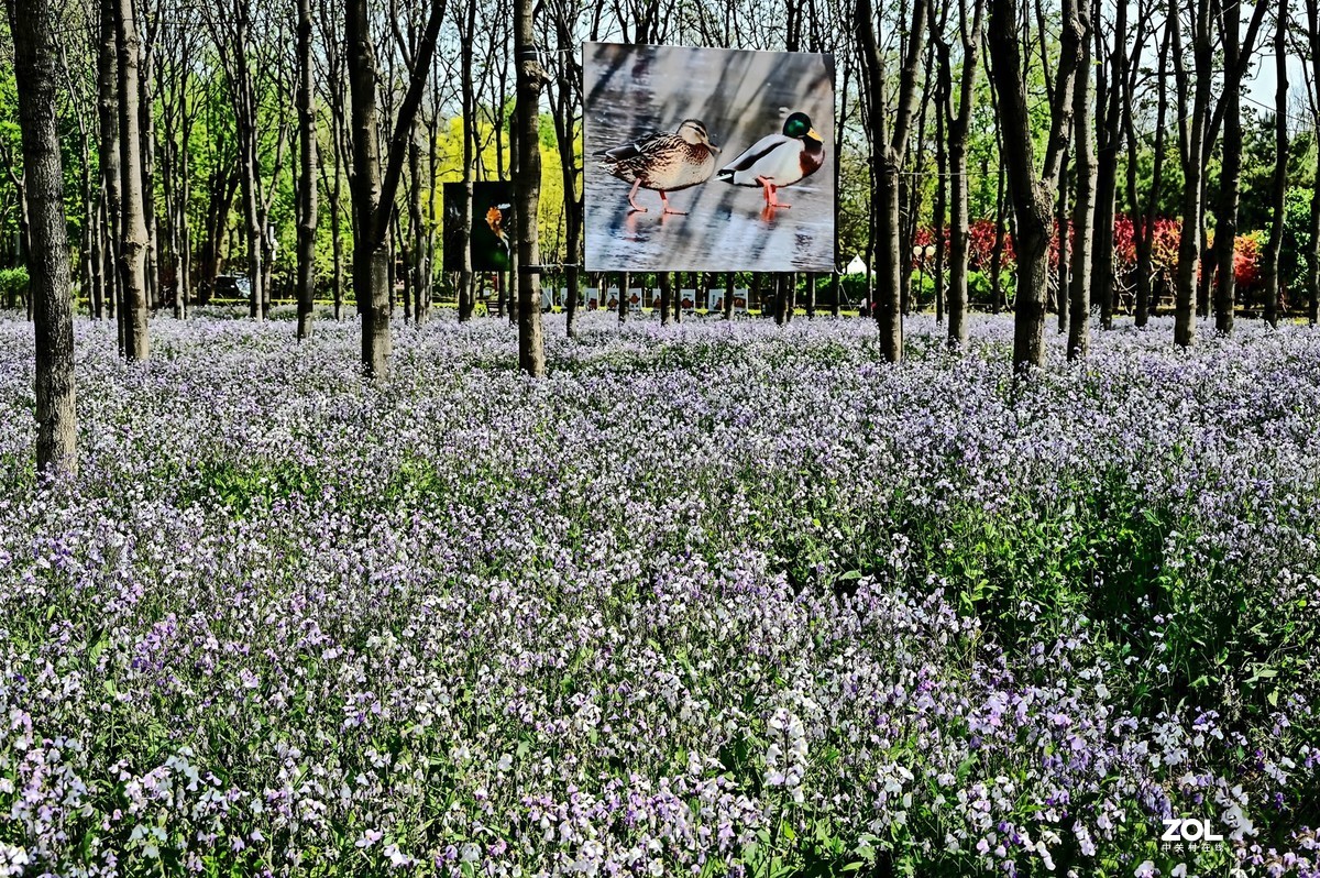 紫色花海韵味足，生在尘世不落俗。