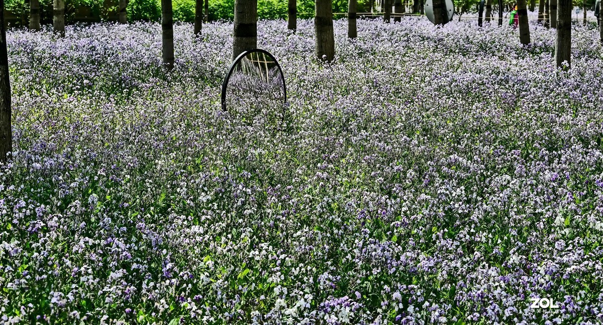 紫色花海韵味足，生在尘世不落俗。