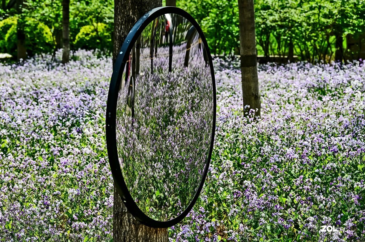 紫色花海韵味足，生在尘世不落俗。