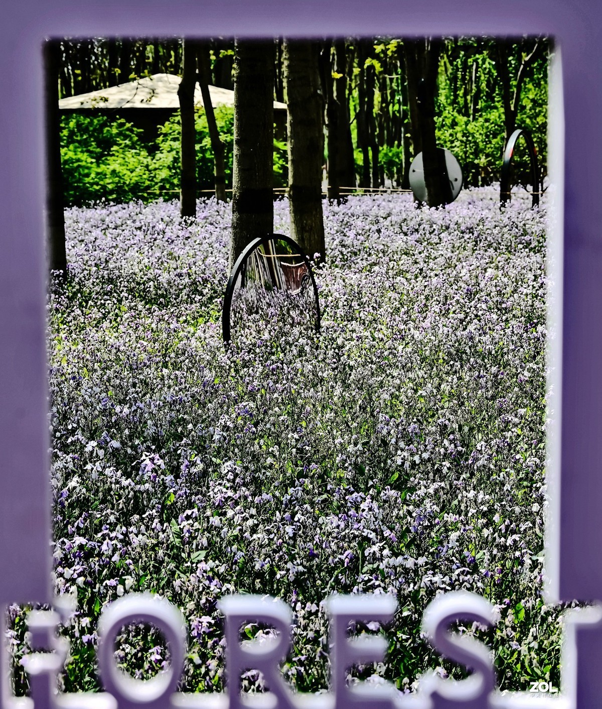 紫色花海韵味足，生在尘世不落俗。