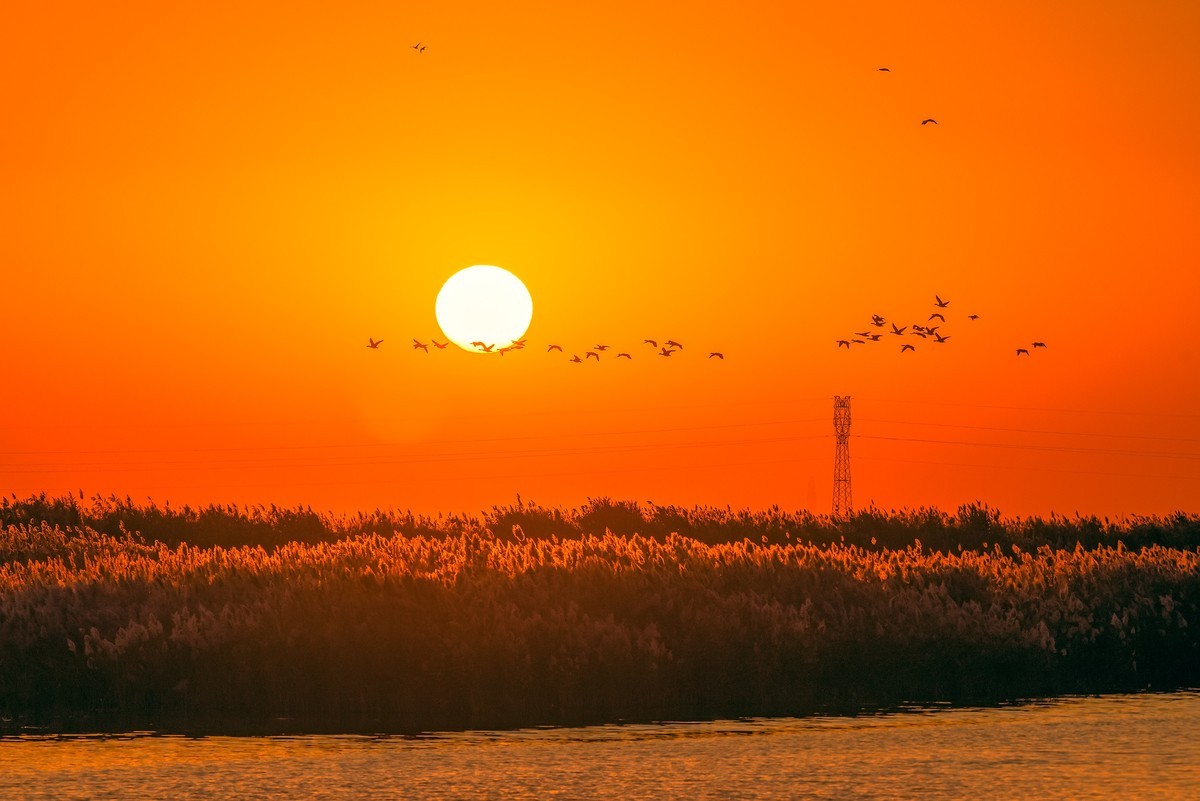 夕阳鸟翱翔