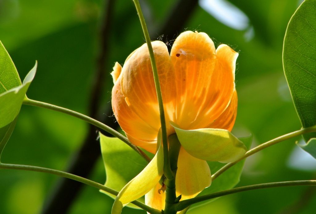 八卦树开花