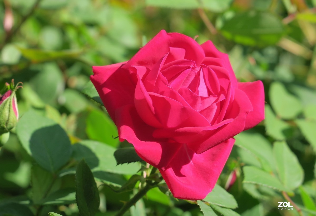 月季花20212