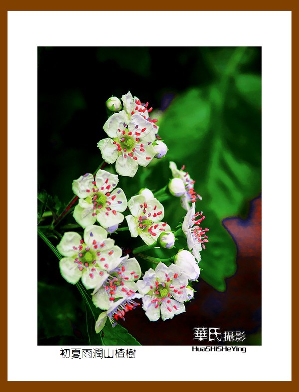 祭奠老友清风老师，一组山楂花寄托哀思。