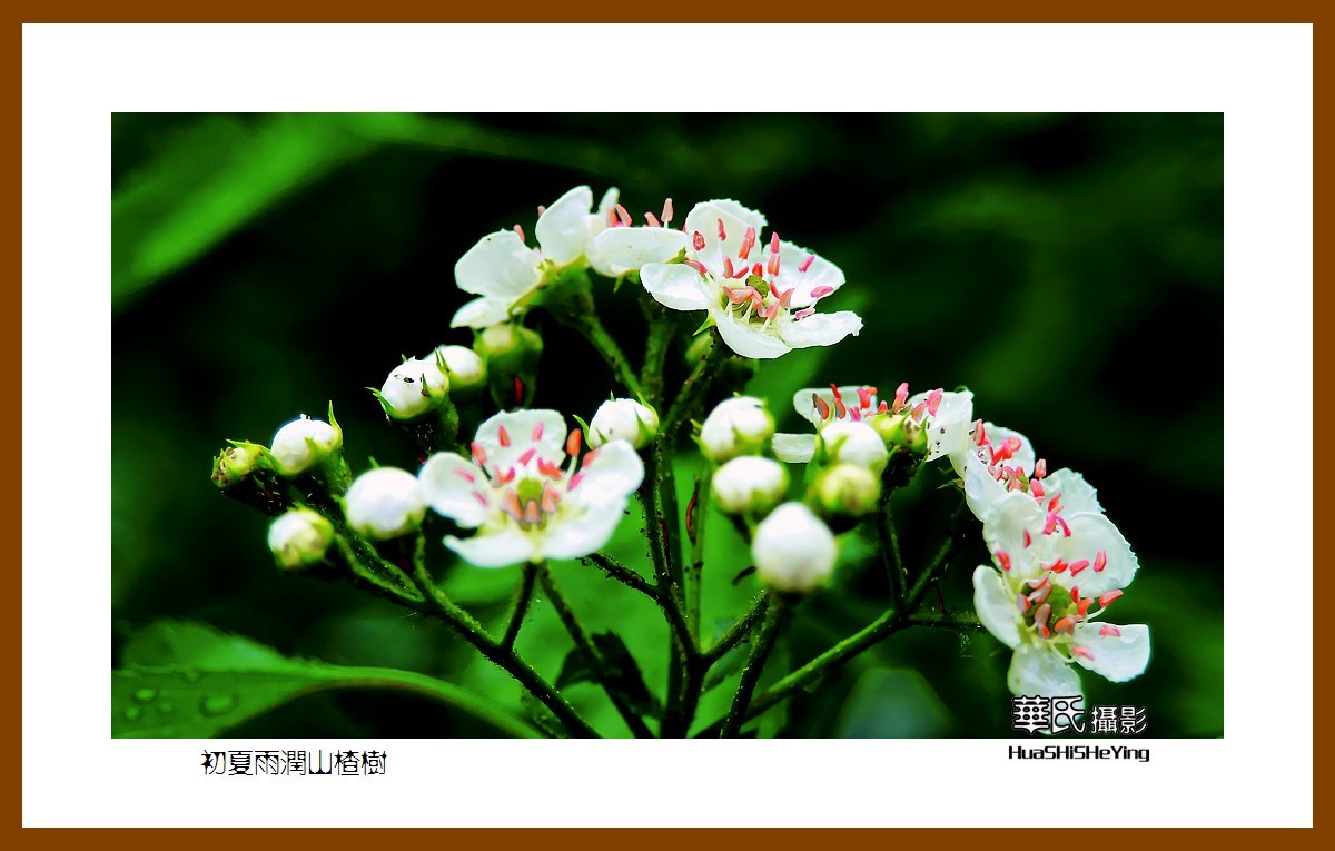 祭奠老友清风老师，一组山楂花寄托哀思。