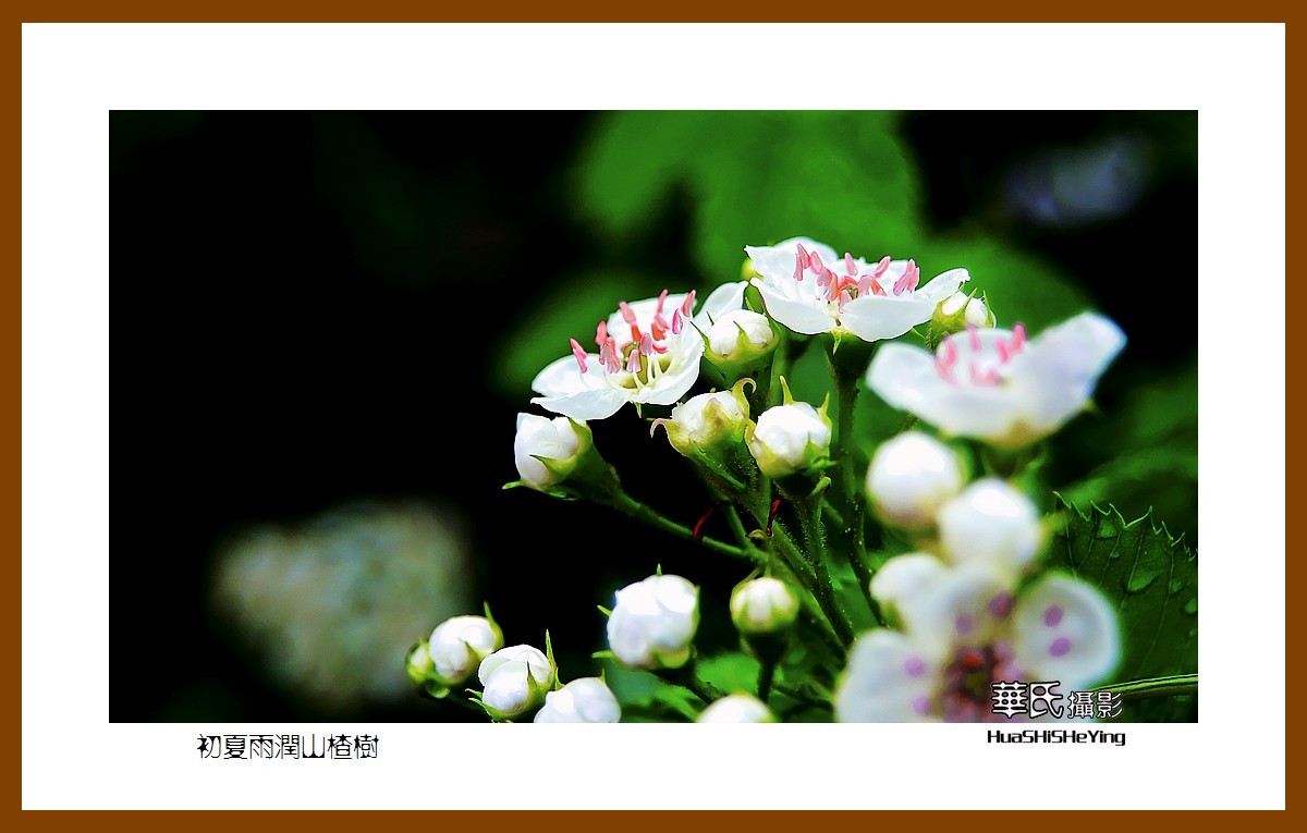 祭奠老友清风老师，一组山楂花寄托哀思。